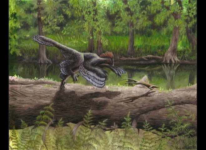 The colors of Anchiornis's feathers are known from fossils--and its name means "near bird."