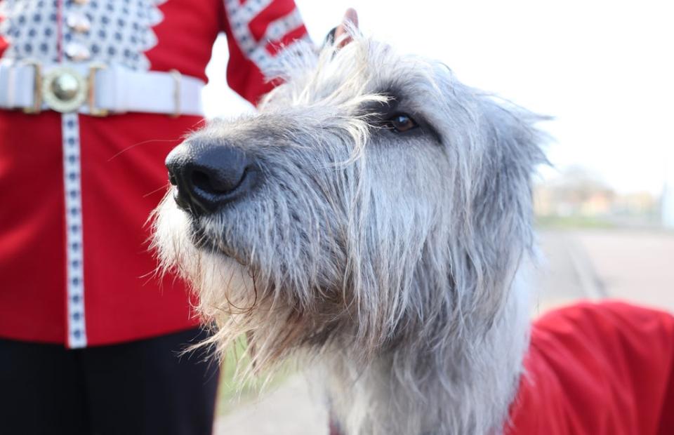 Turlough Mor, the Irish wolfhound regimental mascot, is also known as Seamus (Chris Jackson/PA) (PA Wire)