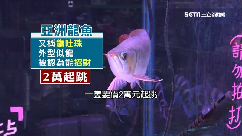 亞洲龍魚又稱為龍吐珠，一隻要價2萬元起跳。
