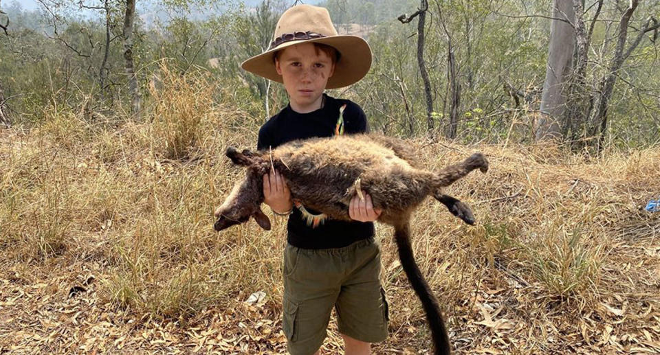 Matthew Faulkner shown holding dead wallaby in Barrington Tops, NSW.