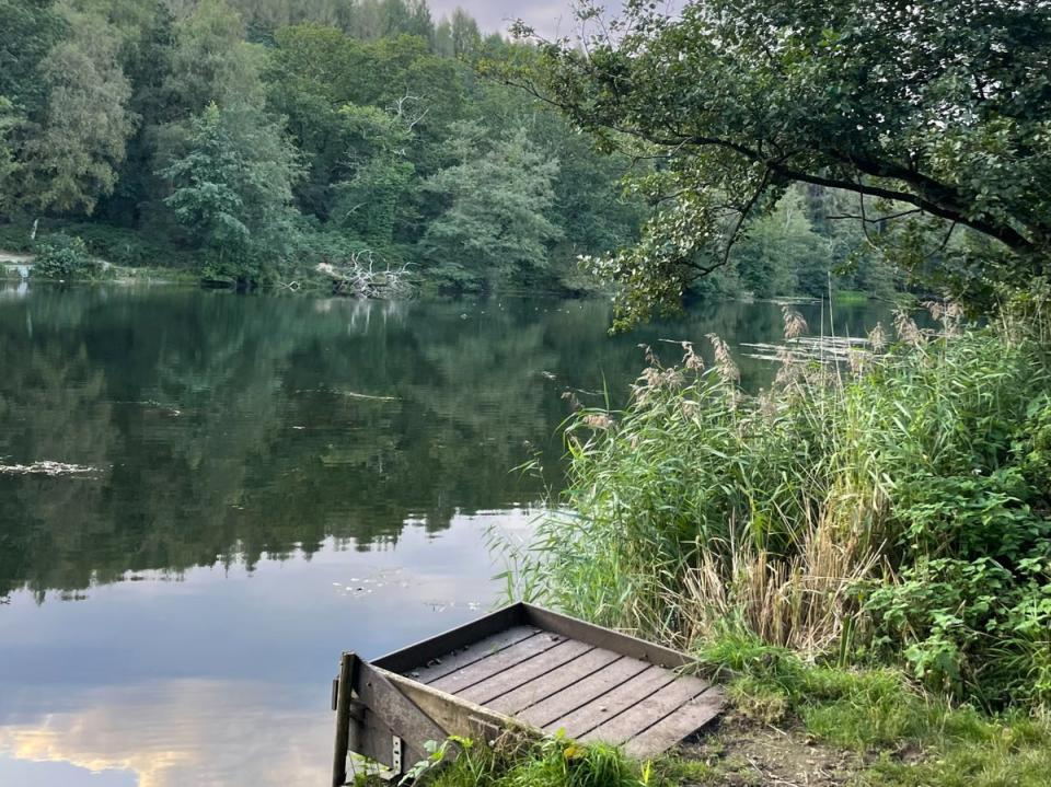 The Forest of Dean makes a tranquil base for a walking safari (Frankie Adkins)