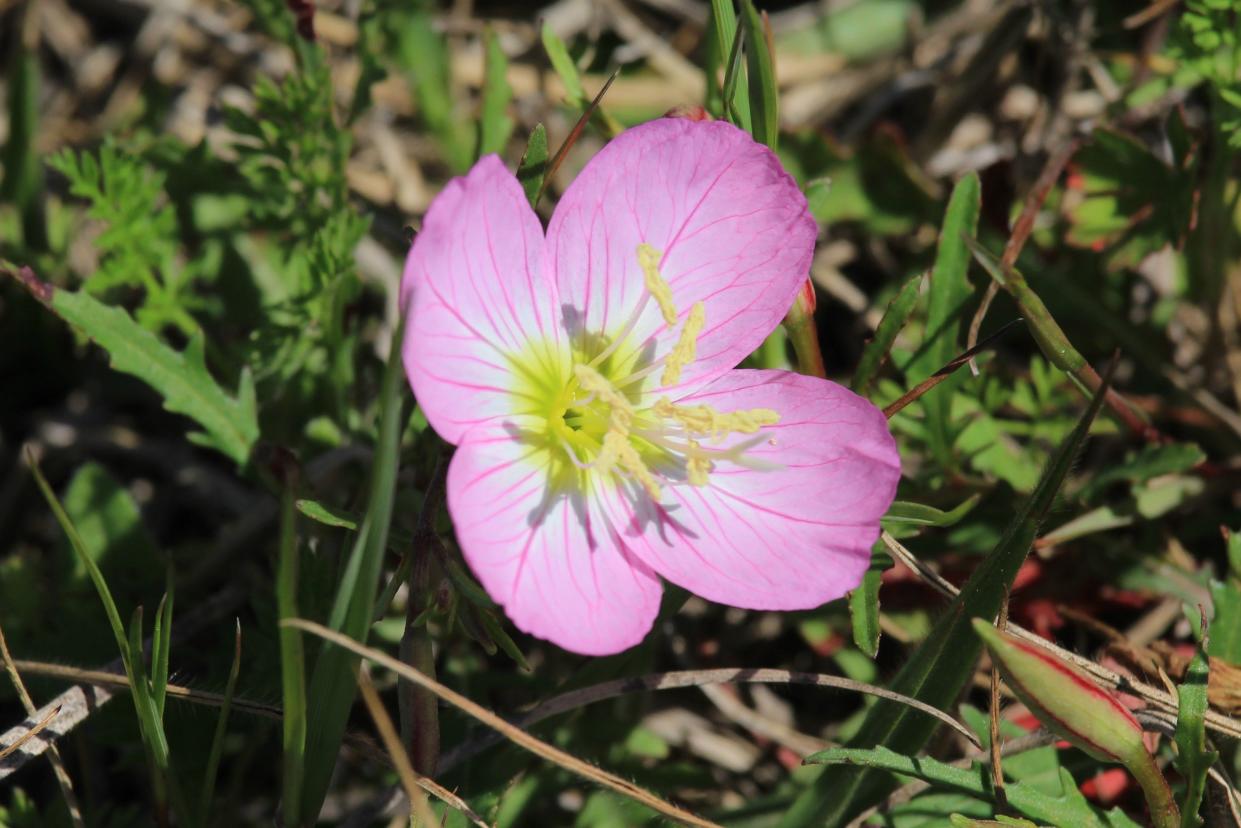 Everything to know about the flower Showy Primrose.