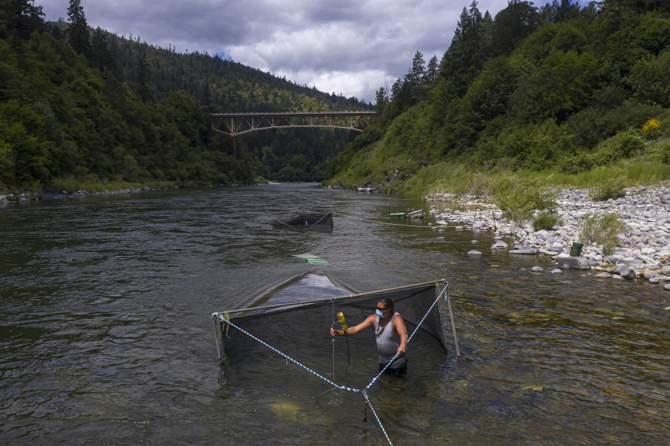 Gilbert Myers takes a water temperature reading at a chinook salmon trap in the lower Klamath River on Tuesday, June 8, 2021, in Weitchpec, Calif. Native American tribes along the 257-mile-long river are watching helplessly as fish species hover closer to extinction because of lower water levels caused by historic drought. (AP Photo/Nathan Howard)