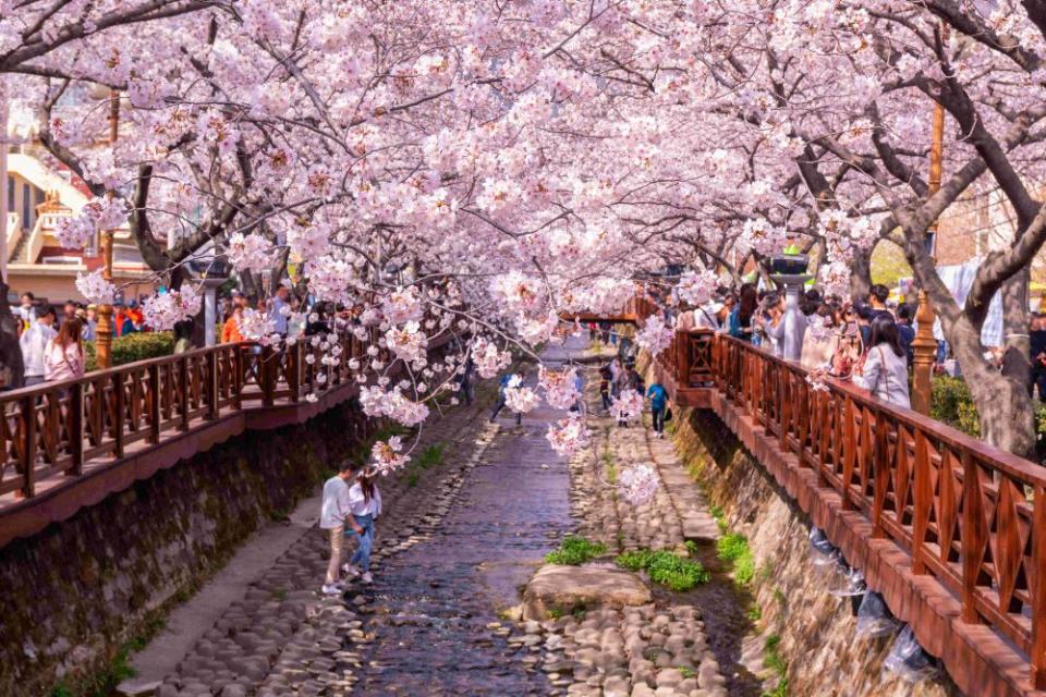 2024年韓國櫻花季，易飛網精選行程漫步鎮海著名賞櫻名勝地「余佐川羅曼史橋」，徜徉粉嫩花海每人12,900元起。