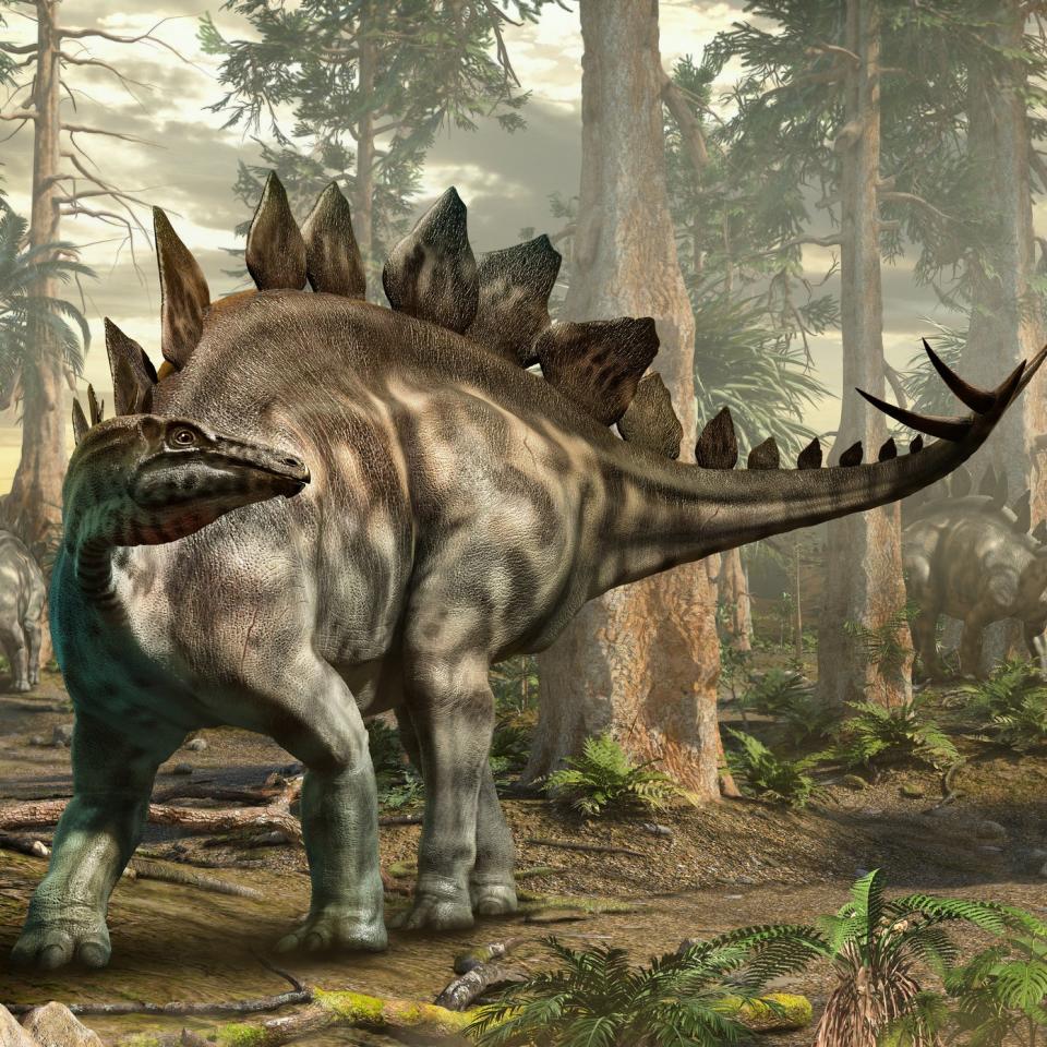 Illustration of a Stegosaurus among other dinosaurs in a prehistoric forest setting