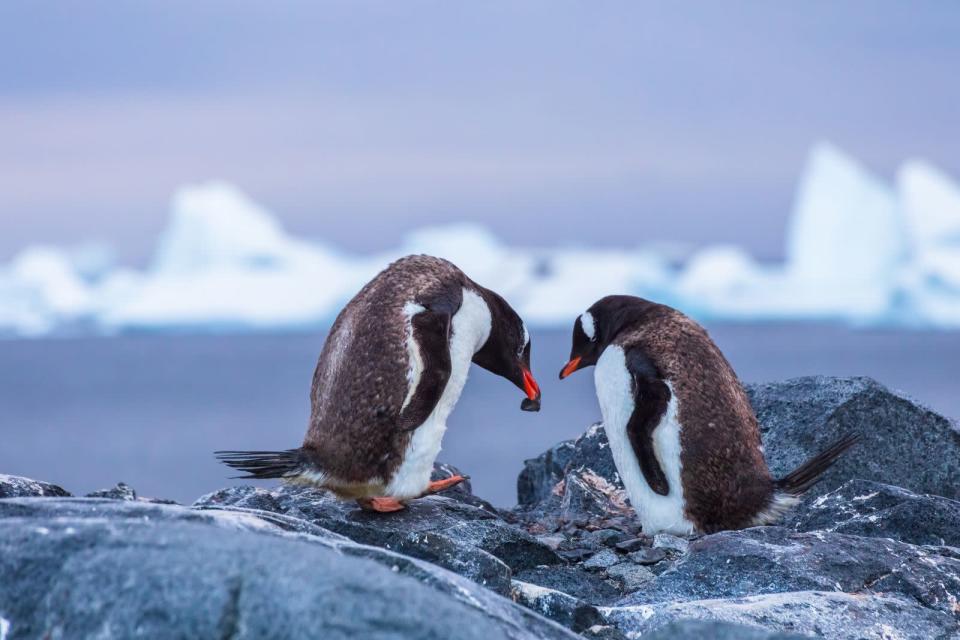 Gefällt er, bleiben sie ein Leben lang zusammen. Wobei Pinguine durchaus pragmatisch sind. Denn finden sie nach der Trennungszeit im Winter bei der anstehenden Paarungszeit ihren alten Partner im Pinguin-Getümmel nicht wieder, begeben sich die Männchen wieder auf Steinsuche für den nächsten Heiratsantrag. (Bild: iStock / NicoElNino)