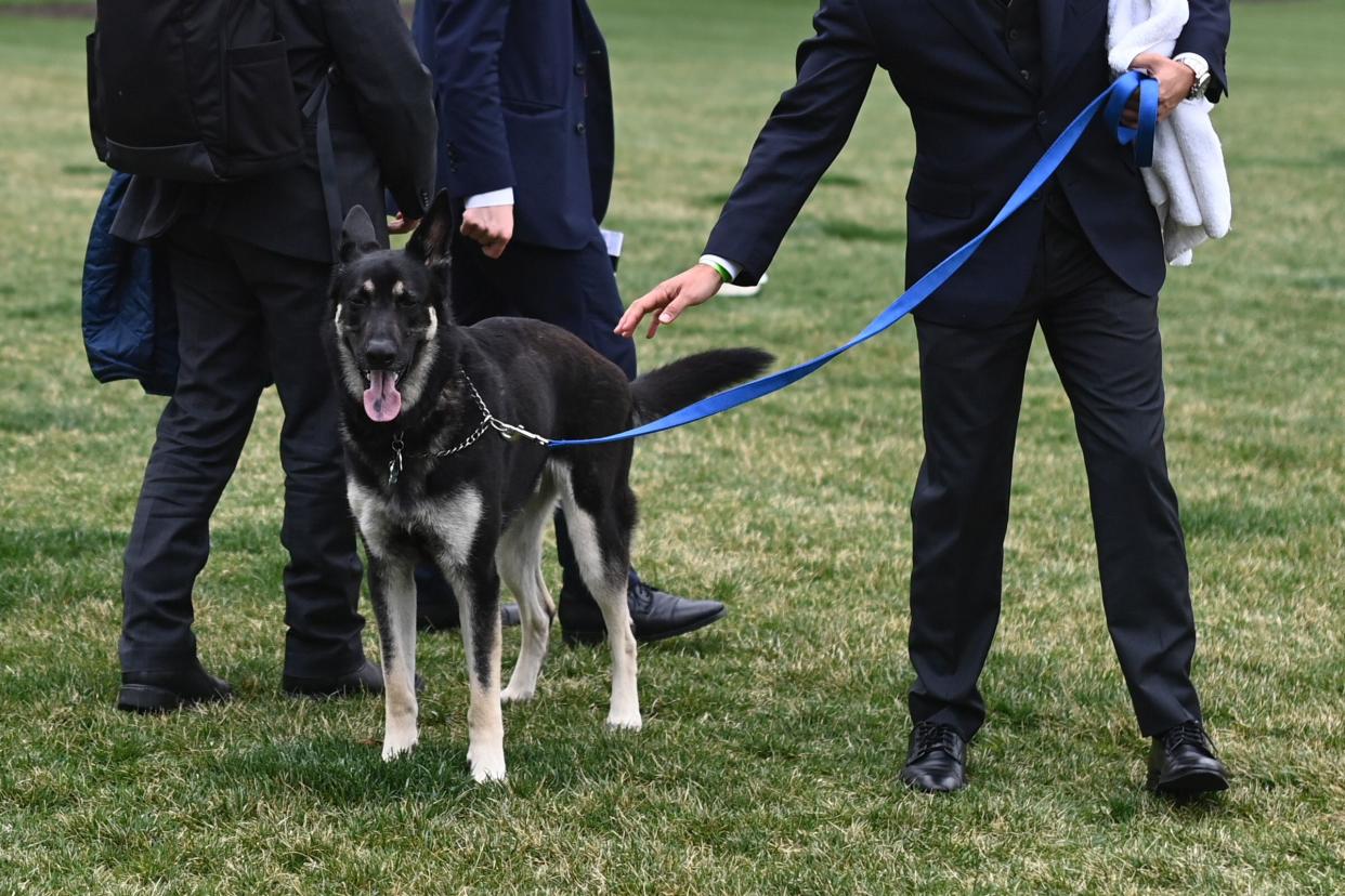 A handler walks Major, one of President Joe Biden and first lady Jill Biden's dogs, on the South Lawn of the White House in Washington, D.C.