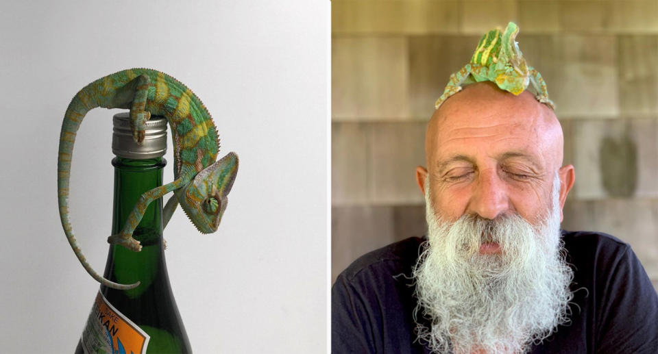 Winston the chameleon on top of a bottle (left). And sitting on top of an old bald man's head (right).