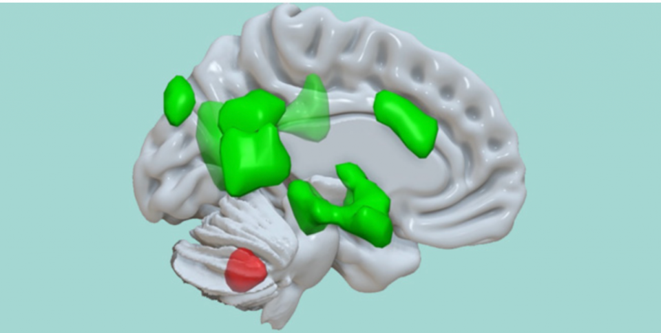 小腦（紅色激活）與大腦的不同區域（綠色激活）相連，以增強情緒信息的儲存。 (MCN/University of Basel)