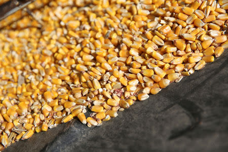 FILE PHOTO: Corn fills a bin at the base of an auger on a farm in Buda, Illinois, U.S., July 6, 2018. REUTERS/Daniel Acker/File Photo