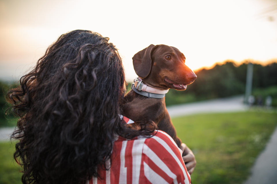 Experts say dog theft is on the rise. (Getty Images)