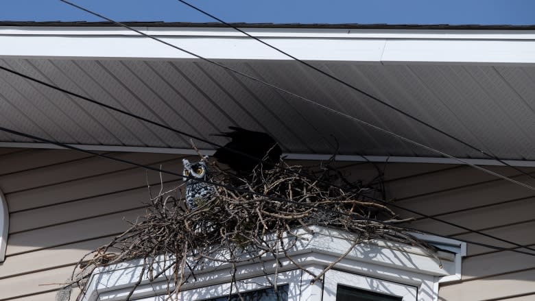 Yellowknife couple learns not to try to outsmart ravens