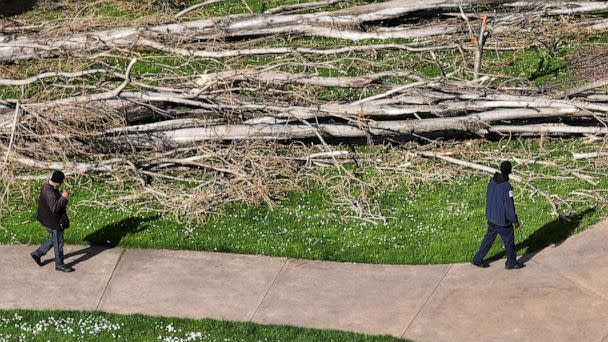 PHOTO: In an aerial view, two people look at trees that fell in a park on March 23, 2023 in San Francisco. (Justin Sullivan/Getty Images)