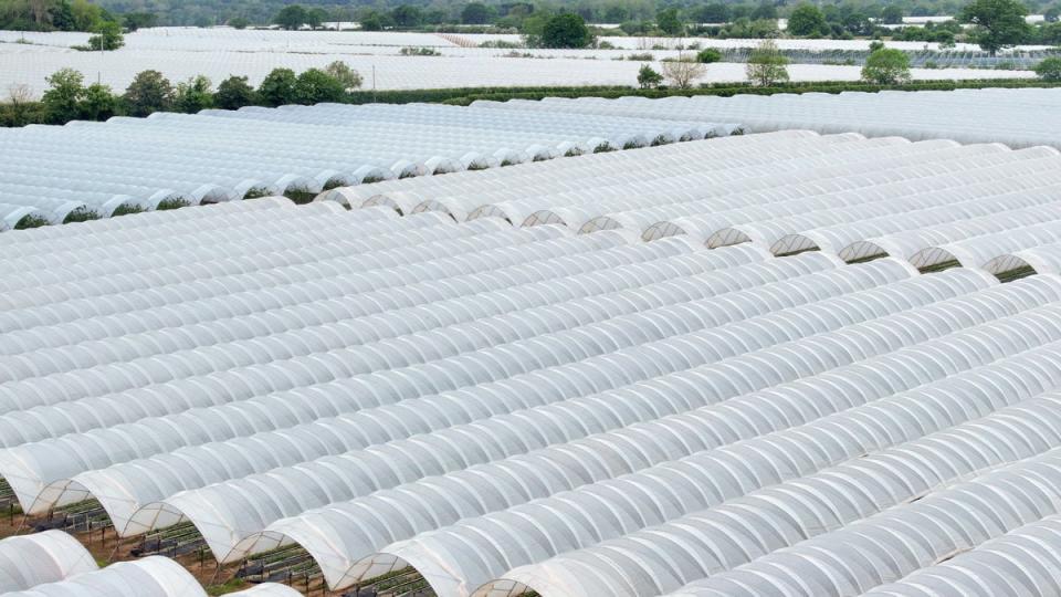 Workers described hot and difficult working conditions inside polytunnels on UK farms (Getty)