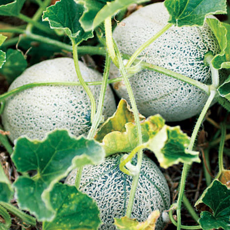 'Green Nutmeg' melon