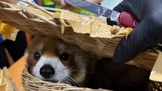 Red panda found in airport luggage.
