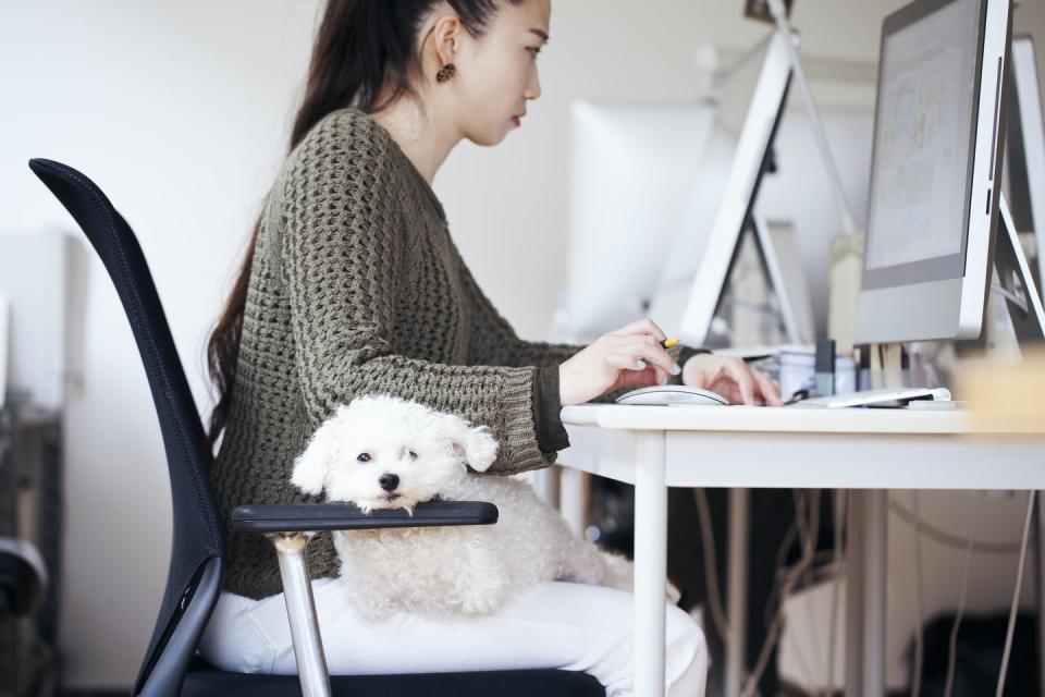 <span class="caption">While Mom works hard, Fido is hardly working.</span> <span class="attribution"><a class="link " href="https://www.gettyimages.com/detail/photo/business-woman-working-at-office-with-dog-royalty-free-image/673510431?adppopup=true" rel="nofollow noopener" target="_blank" data-ylk="slk:Kohei Hara/Getty Images;elm:context_link;itc:0;sec:content-canvas">Kohei Hara/Getty Images</a></span>