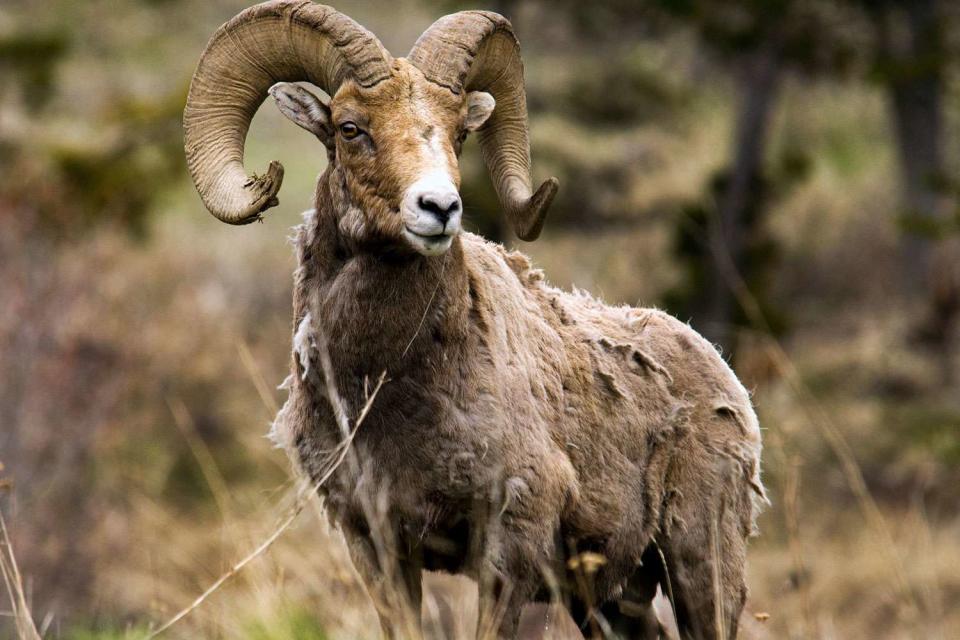 <p>Getty</p> Stock photo of big horn sheep