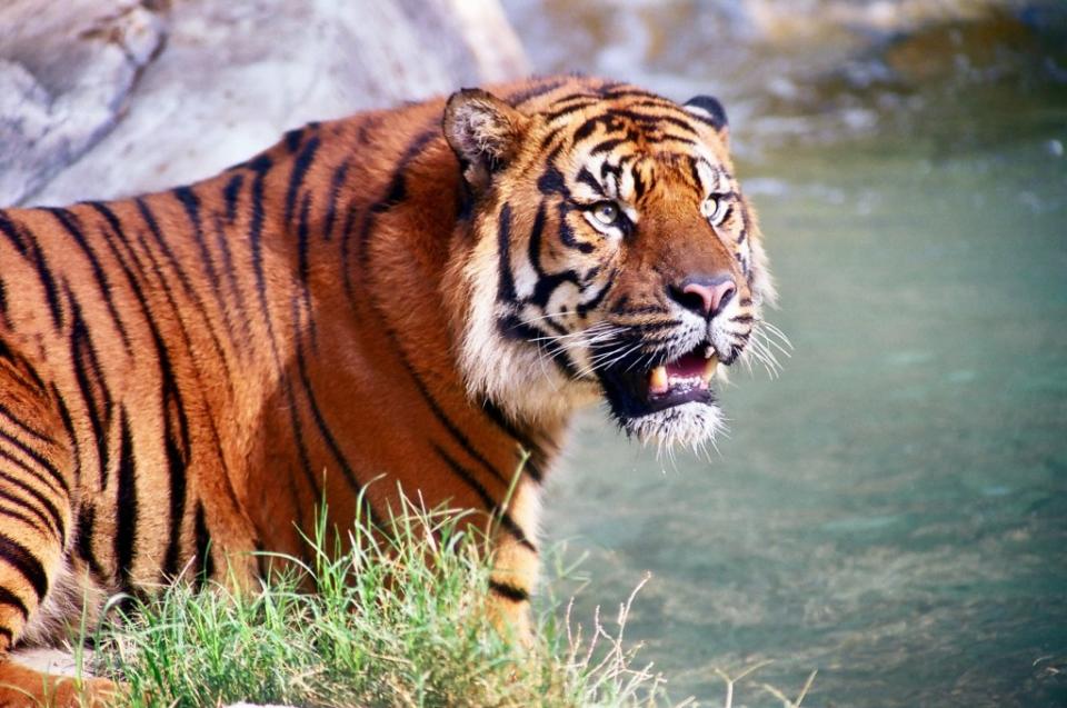 Close-up of a Sumatran tiger roaming its enclosure at the zoo in Los Angeles via Getty Images