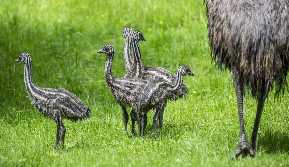 Emu