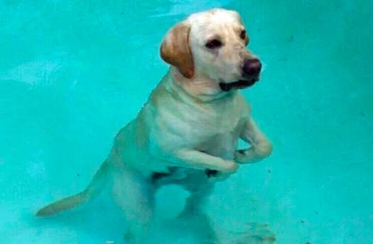 OMG: This swimming dog looks like the ~cutest~ T-rex