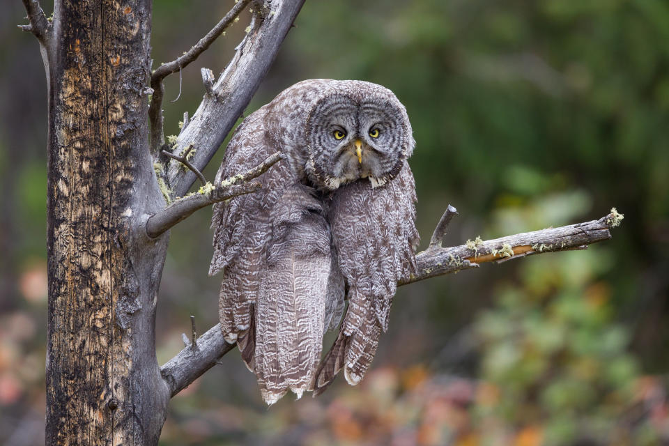 This great gray owl in Grand Teton National Park, USA, takes a break from looking wise to look more like he is having a case of the Monday Blues in John Blumenkamp‘s ‘Monday Blahs’. (John Blumenkamp/Comedy Wildlife 2023)
