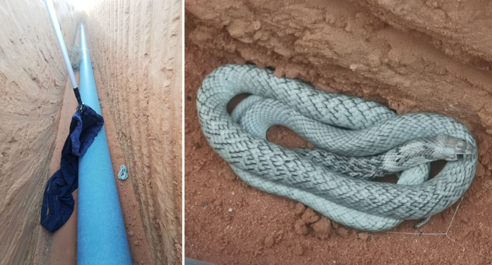 沟渠中的蓝棕色蛇与管道（左）和蛇的特写镜头（右）一起显示。