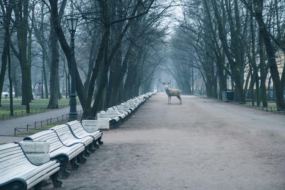 Illustration of a large city park with a deer standing in the middle of a path with a tree.