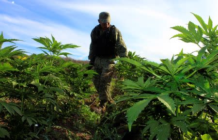 A soldier walks through the ten hectares of marijuana plantation after the Mexican army found it, while patrolling the area in Mocorito, in Sinaloa State, Mexico February 4, 2017. REUTERS/Jesus Bustamante