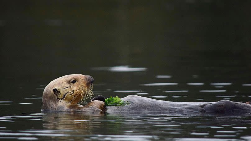 A sea otter is seen in the estuarine water of Elkhorn Slough, 19 May 2019.