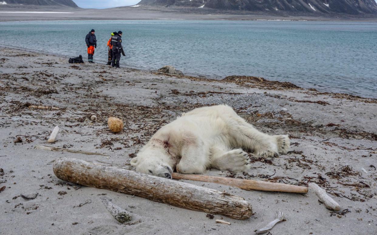 The polar bear was then shot dead 'in an act of self-defense' - Governor of Svalbard