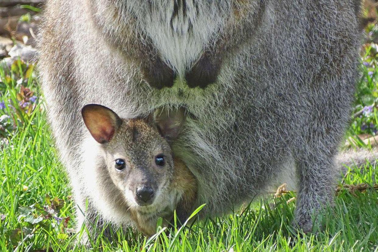 missing wallaby joey at the Detroit Zoo