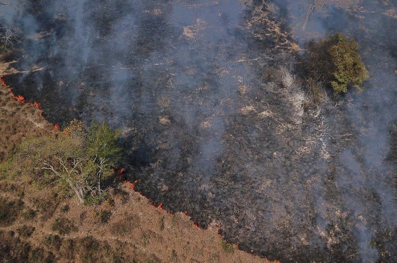 The fire burns trees and vegetation in The Pantanal, the world's largest wetland, in Pocone