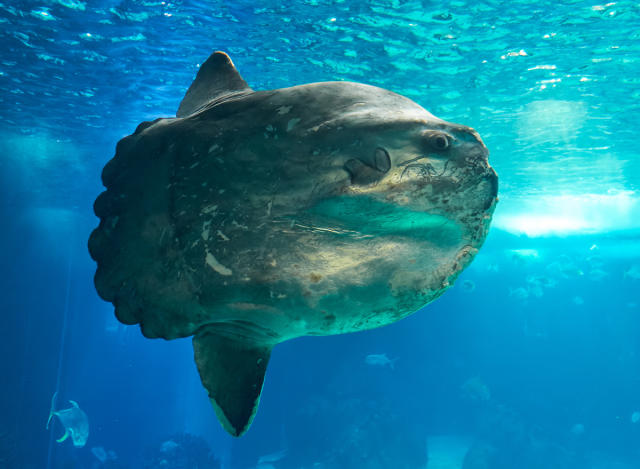 This 5,000-Pound Behemoth Is the World's Heaviest Bony Fish, fish