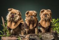 <p>Griffon Bruxelloises dogs Dixie, Griffith and Fergus dress as Ewoks for Star Wars day (Rex features) </p>