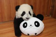 A baby Panda bear plays with a look-alike plush toy – an early New Year’s gift from keepers at the Ya'an Bifengxia Base of China Conservation and Research Centre for the Giant Panda, in Ya’an, China.