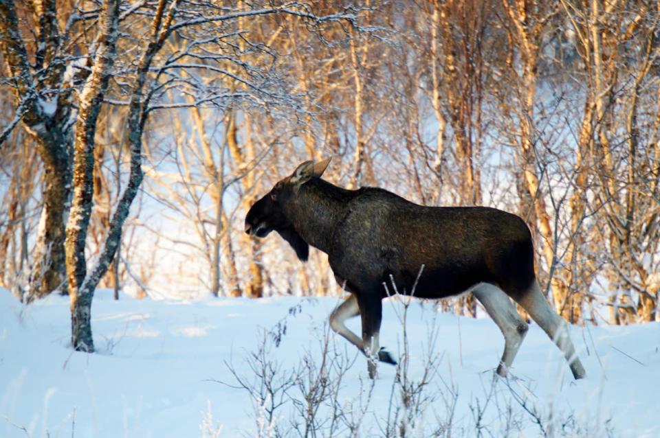 <p>Norway’s hulking Eurasian elks are shy and retiring types, and it’s pretty tricky for tourists to spot them. But in mating season the males can be seen engaging in brutal battles for dominance. See it for yourself with Regent Holidays’ 5-day <a rel="nofollow noopener" href="http://www.regent-holidays.co.uk/tour/images-of-vesteralen/" target="_blank" data-ylk="slk:Images of Vesteralen" class="link ">Images of Vesteralen</a> trip. It costs £1,299 per person including flights, accommodation and guided excursions. [Photo: Regent Holidays] <br></p>