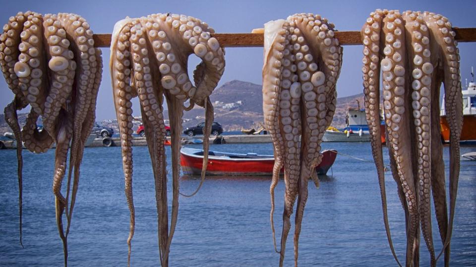 food-fishing-seafood-fish-invertebrate-octopus-770032-pxhere.com