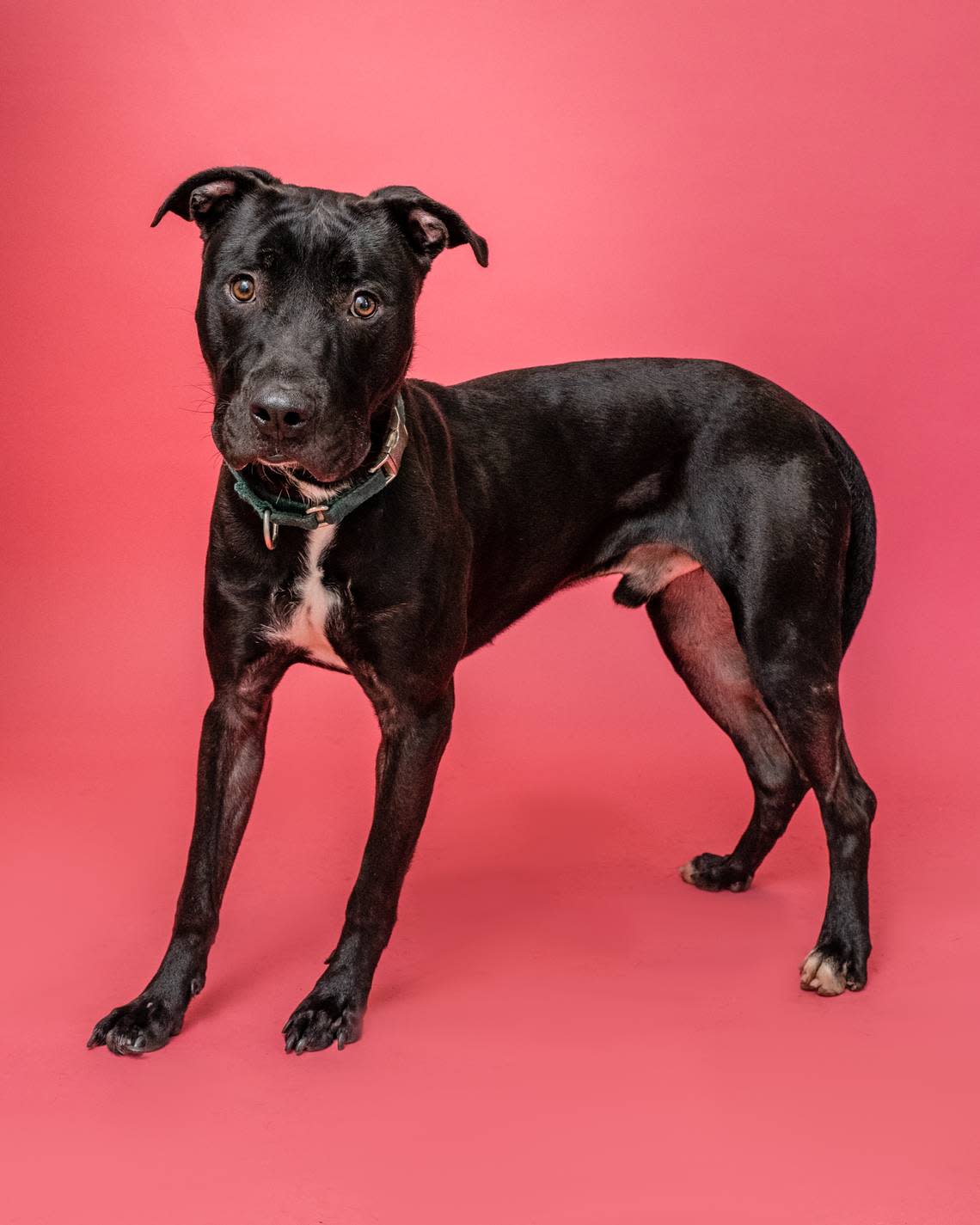 “Dice #A2377580 is a 2-year-old curious boy who would love to explore the world with you. He’s gets really excited when meeting new friends and he has so much love to give you! Take a chance on Dice, you never know – he may end up being the Love of Your Life.” 