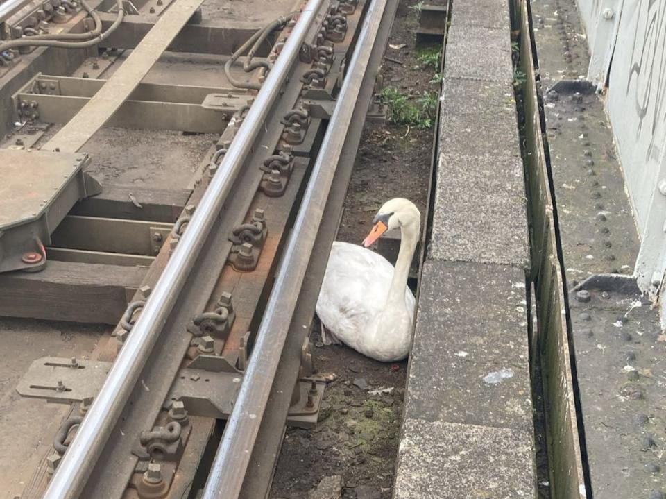 This year there have been around 143 incidents involving swans on railway tracks across the country (Network Rail)