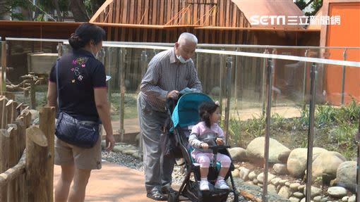 爺爺帶孫女來動物園，停駐在綿羊及浣熊區域，體驗生活。（圖／記者花芸曦、徐翊中攝影）