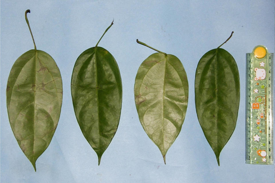 Vier Blätter von Fibraurea tinctoria aufgereiht neben einem Lineal (Saidi Agam / Suaq-Projekt)