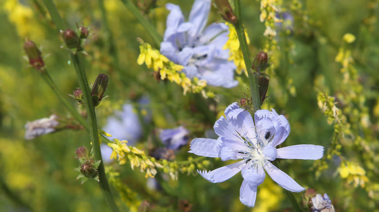 Closeup of wild chicory growing in a field