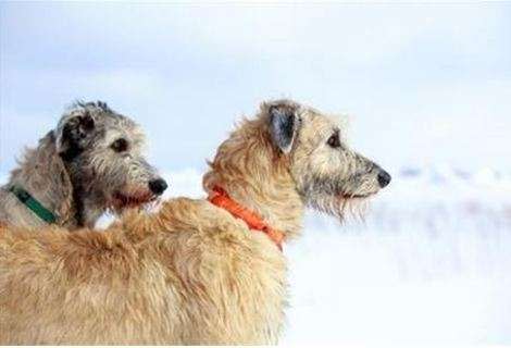 Irish Wolfhound via Shutterstock