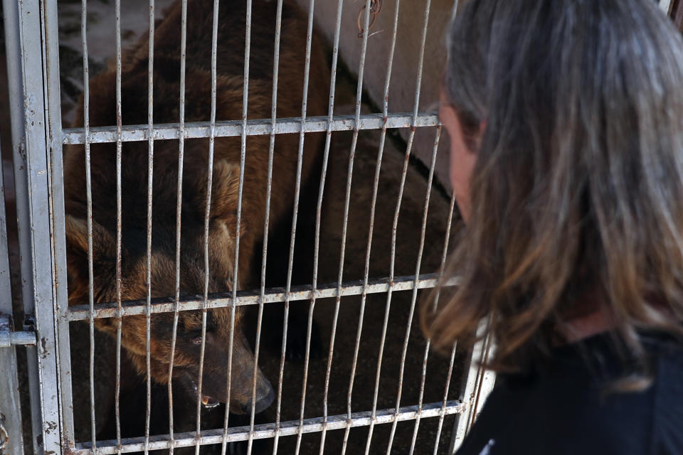 Jason Mier, director of Animals Lebanon, looks at a Syrian brown bear inside a cage at a zoo, in the southern port city of Tyre, Lebanon, Sunday, July 18, 2021. The Beirut-based group, said Sunday that two bears, including this one, that were rescued from the private zoo in southern Lebanon, will be flown to the United States where they will be released into the wild. (AP Photo/Bilal Hussein)