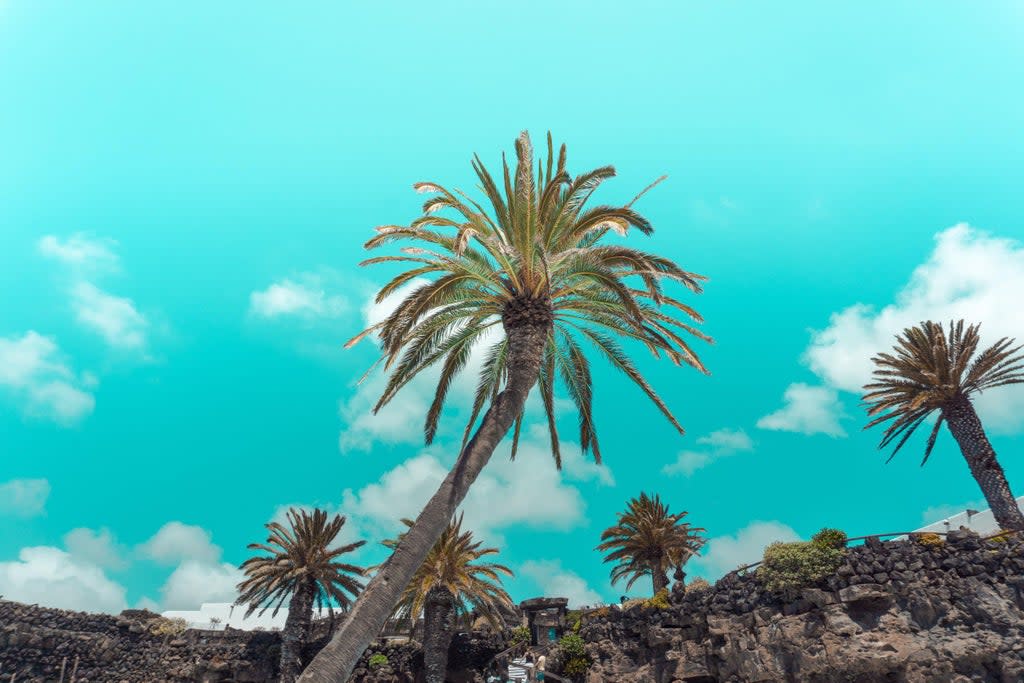 Palm trees in sunny Lanzarote  (Unsplash)