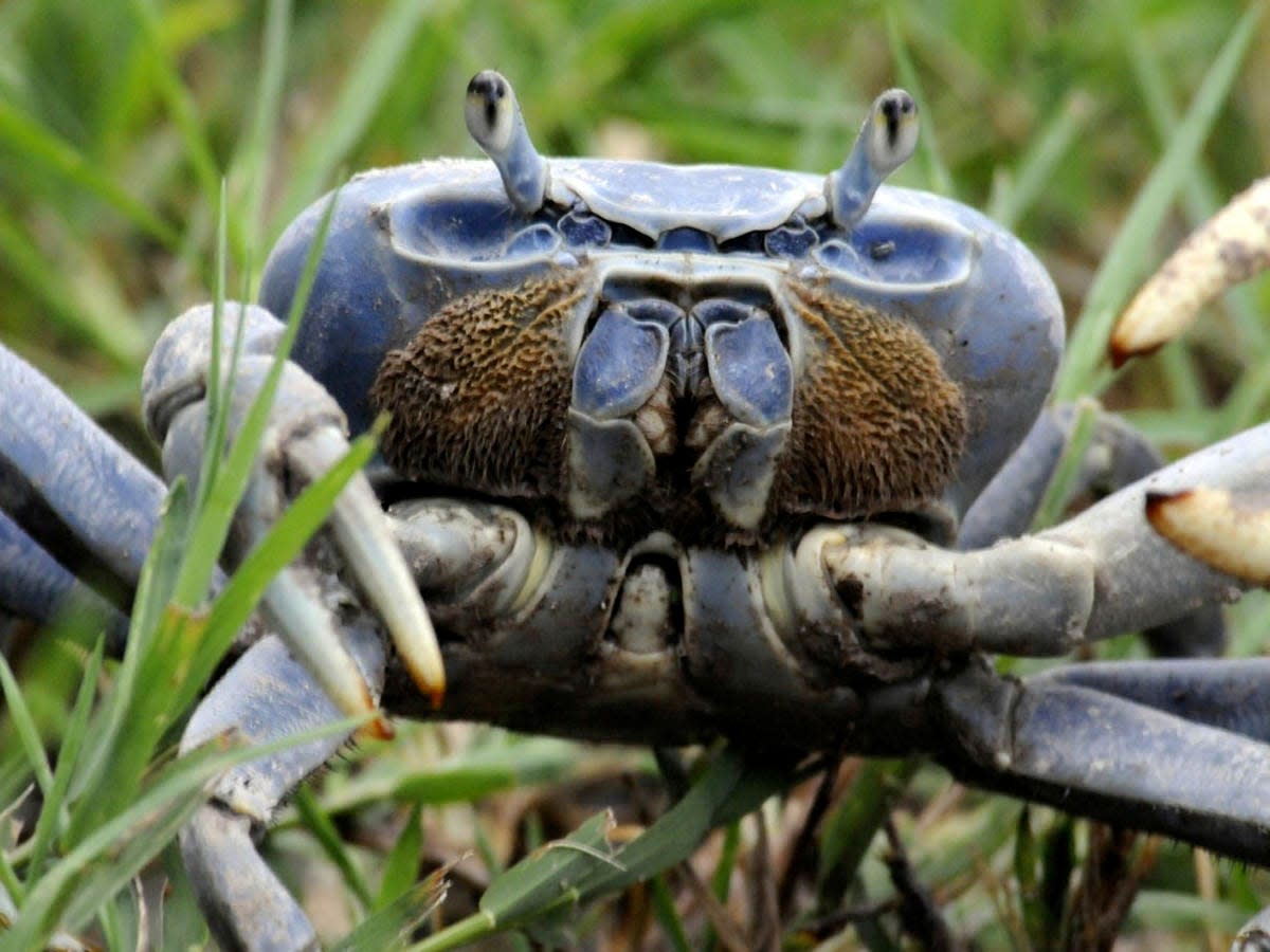 In this July 18, 2011 photo, a giant blue land crab moves through the grass, at Montgomery Botanical Center, in Coral Gables, Fla. The species is native to the Miami area.