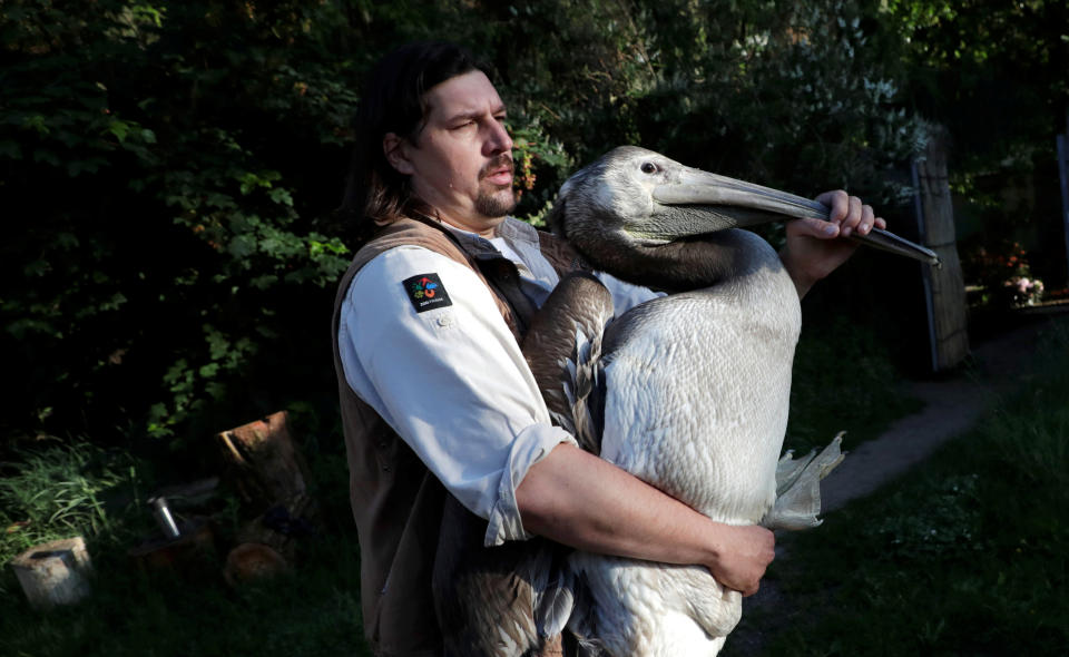 CZECH-BRITAIN/PELICANS