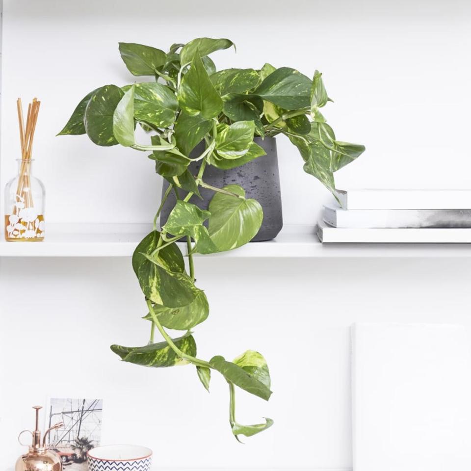 Pothos (6"). Image via Etsy.