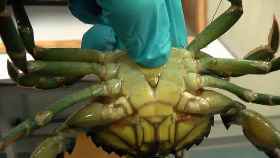 A common shore crab, used in new "pain" research, with wires attached to deliver a mild electrical shock.